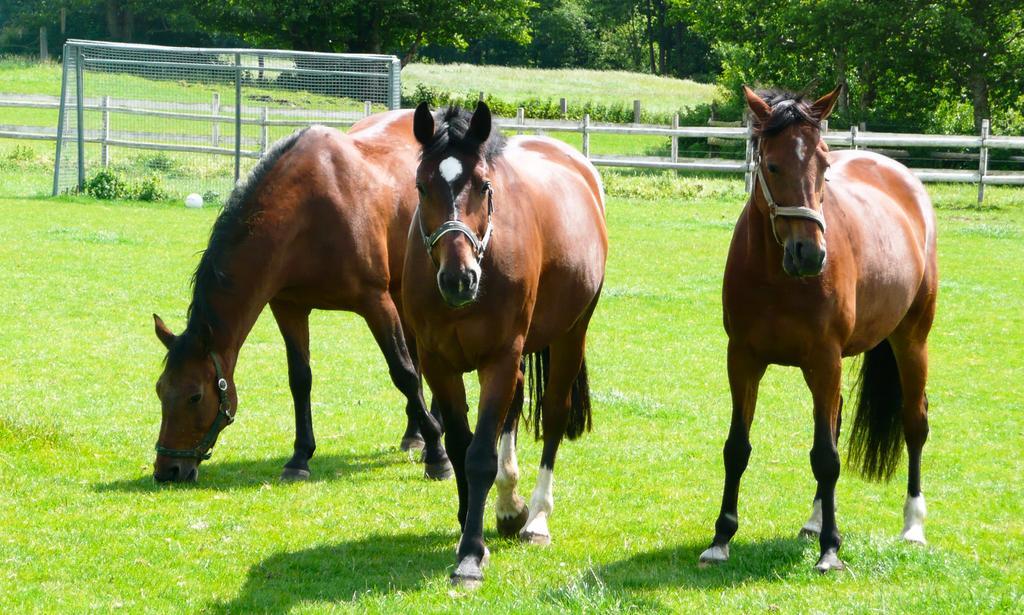 Ponyhof Naeve Am Wittensee Gross Wittensee Bagian luar foto